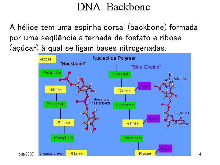 DNA Backbone A hélice tem uma espinha dorsal (backbone) formada por uma seqüência alternada
