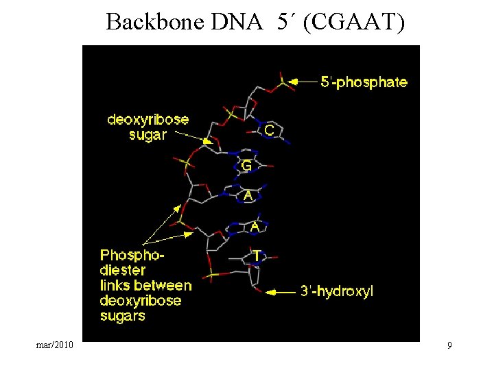 Backbone DNA 5´ (CGAAT) mar/2010 9 