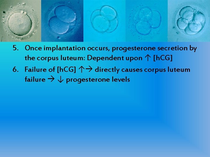 5. Once implantation occurs, progesterone secretion by the corpus luteum: Dependent upon ↑ [h.