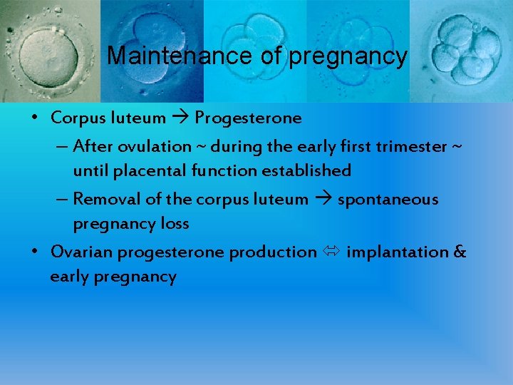 Maintenance of pregnancy • Corpus luteum Progesterone – After ovulation ~ during the early