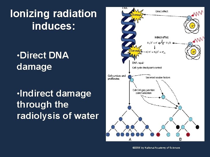Ionizing radiation induces: • Direct DNA damage • Indirect damage through the radiolysis of