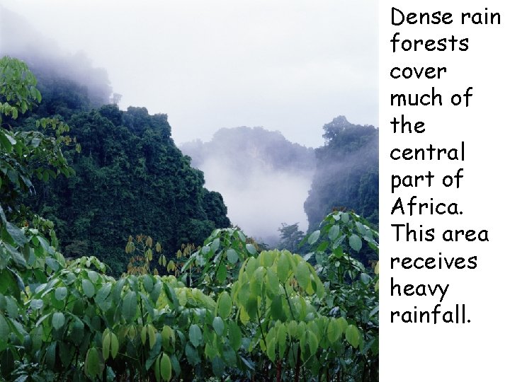  • Dense rain forests cover much of the central part of Africa. This