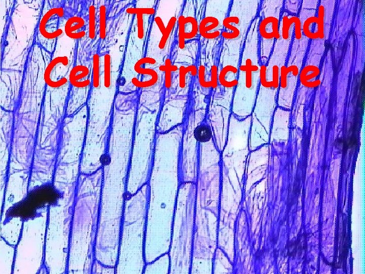 Cell Types and Cell Structure 