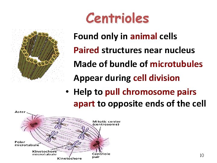 Centrioles • • • Found only in animal cells Paired structures near nucleus Made