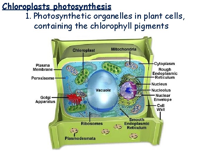 Chloroplasts photosynthesis 1. Photosynthetic organelles in plant cells, containing the chlorophyll pigments Chloroplasts 