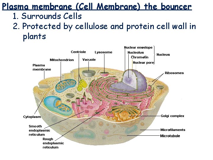 Plasma membrane (Cell Membrane) the bouncer 1. Surrounds Cells 2. Protected by cellulose and