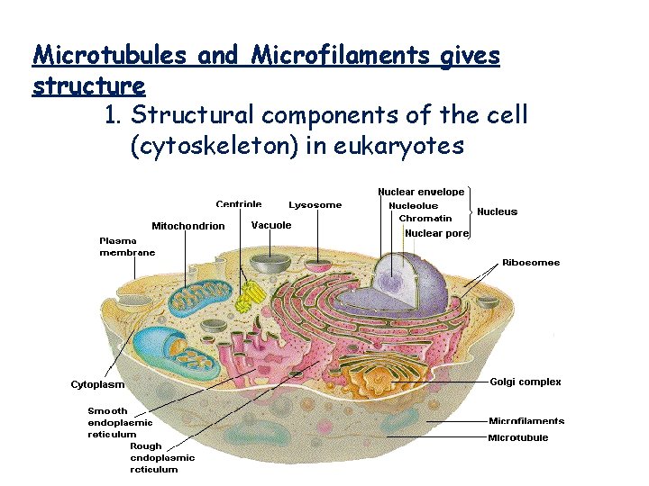 Microtubules and Microfilaments gives structure 1. Structural components of the cell (cytoskeleton) in eukaryotes