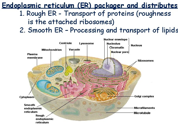 Endoplasmic reticulum (ER) packager and distributes 1. Rough ER - Transport of proteins (roughness