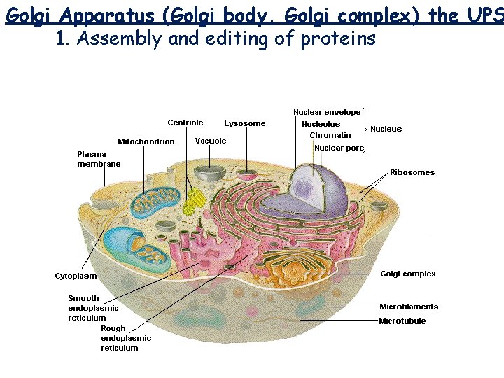 Golgi Apparatus (Golgi body, Golgi complex) the UPS 1. Assembly and editing of proteins