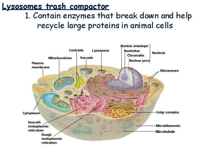 Lysosomes trash compactor 1. Contain enzymes that break down and help recycle large proteins