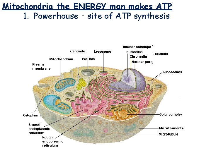 Mitochondria the ENERGY man makes ATP 1. Powerhouse ‑ site of ATP synthesis Mitochondria