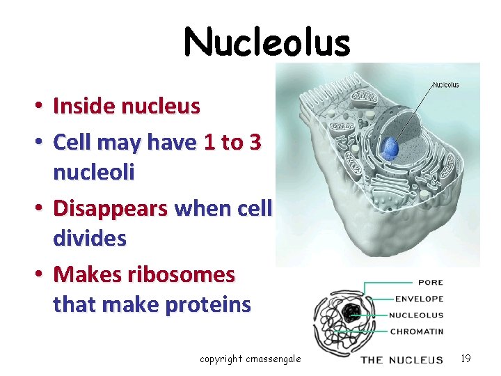 Nucleolus Inside nucleus Cell may have 1 to 3 nucleoli • Disappears when cell