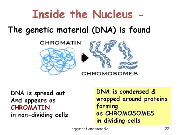 Inside the Nucleus The genetic material (DNA) is found DNA is spread out And