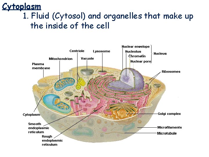 Cytoplasm 1. Fluid (Cytosol) and organelles that make up the inside of the cell