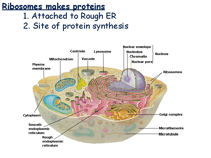 Ribosomes makes proteins 1. Attached to Rough ER 2. Site of protein synthesis Ribosomes