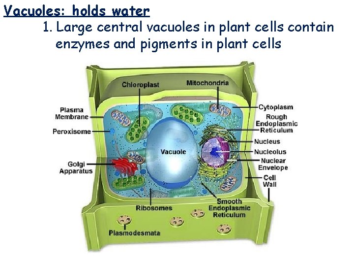 Vacuoles: holds water 1. Large central vacuoles in plant cells contain enzymes and pigments