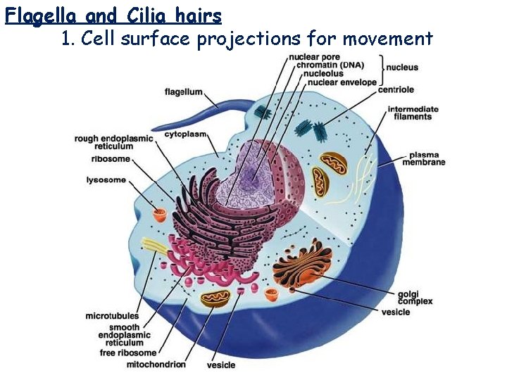 Flagella and Cilia hairs 1. Cell surface projections for movement Flagella and Cilia 