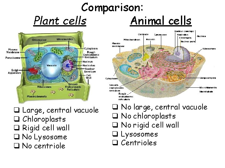 Comparison: Plant cells Animal cells q Large, central vacuole q Chloroplasts q Rigid cell