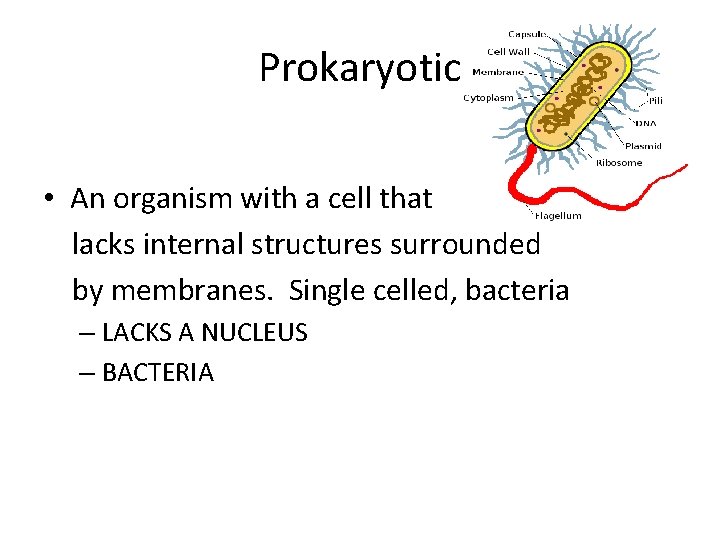 Prokaryotic • An organism with a cell that lacks internal structures surrounded by membranes.