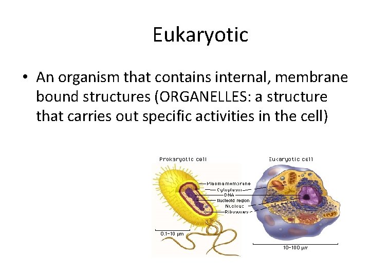 Eukaryotic • An organism that contains internal, membrane bound structures (ORGANELLES: a structure that