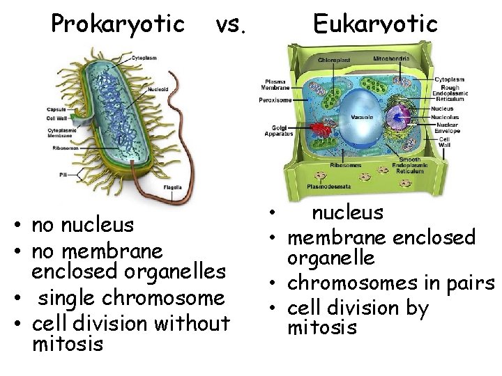 Prokaryotic vs. • no nucleus • no membrane enclosed organelles • single chromosome •