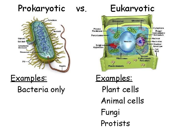 Prokaryotic Examples: Bacteria only vs. Eukaryotic Examples: Plant cells Animal cells Fungi Protists 