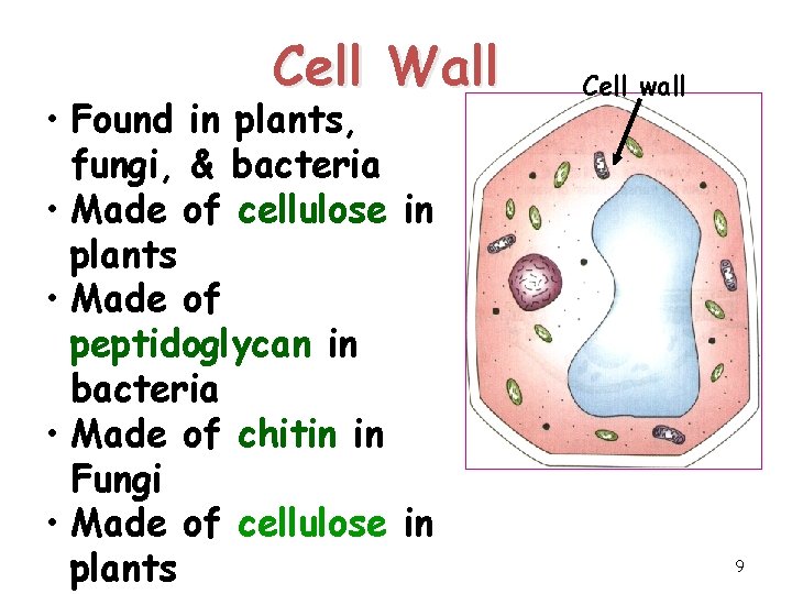 Cell Wall • Found in plants, fungi, & bacteria • Made of cellulose in