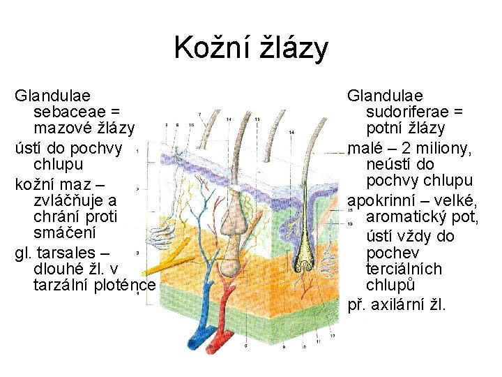 Kožní žlázy Glandulae sebaceae = mazové žlázy ústí do pochvy chlupu kožní maz –