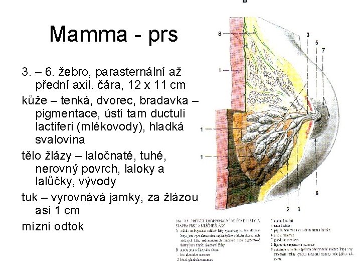 Mamma - prs 3. – 6. žebro, parasternální až přední axil. čára, 12 x