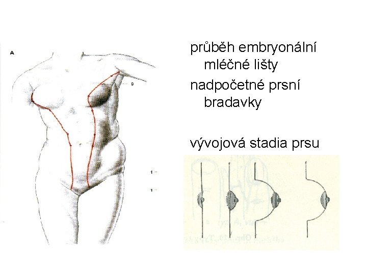 průběh embryonální mléčné lišty nadpočetné prsní bradavky vývojová stadia prsu 