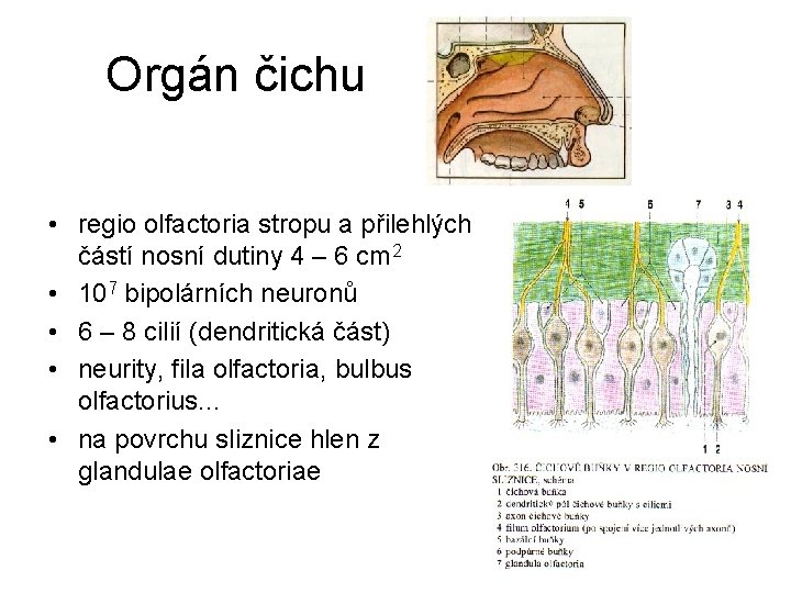 Orgán čichu • regio olfactoria stropu a přilehlých částí nosní dutiny 4 – 6