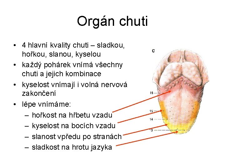 Orgán chuti • 4 hlavní kvality chuti – sladkou, hořkou, slanou, kyselou • každý