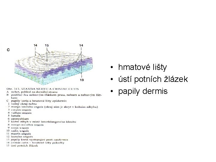  • hmatové lišty • ústí potních žlázek • papily dermis 