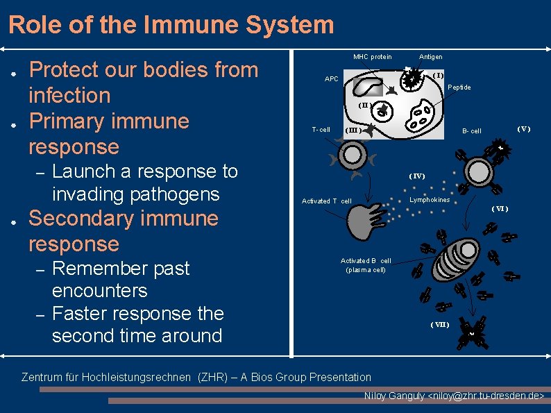 Role of the Immune System ● ● Protect our bodies from infection Primary immune Role of the Immune System ● ● Protect our bodies from infection Primary immune