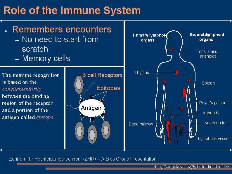 Role of the Immune System ● Remembers encounters – – No need to start Role of the Immune System ● Remembers encounters – – No need to start