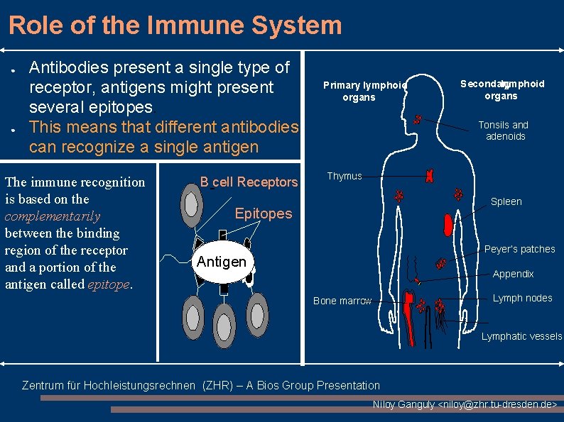 Role of the Immune System ● ● Antibodies present a single type of receptor, Role of the Immune System ● ● Antibodies present a single type of receptor,