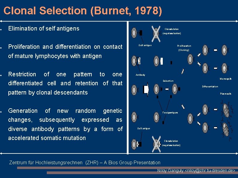 ● ● Clonal Selection (Burnet, 1978) Elimination of self antigens Clonaldeletion (negative selection) Proliferation ● ● Clonal Selection (Burnet, 1978) Elimination of self antigens Clonaldeletion (negative selection) Proliferation
