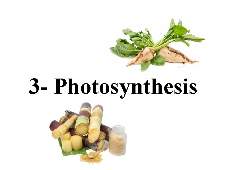 3 - Photosynthesis 