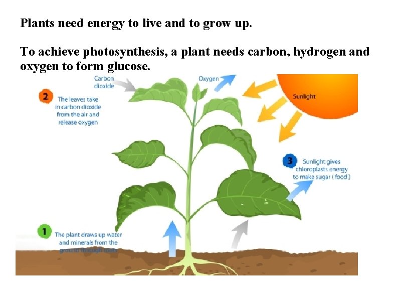 Plants need energy to live and to grow up. To achieve photosynthesis, a plant