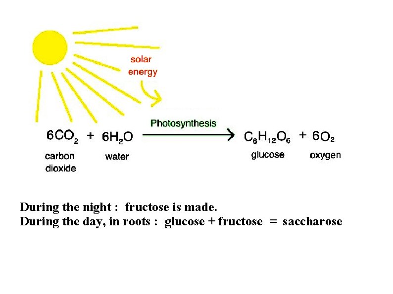 During the night : fructose is made. During the day, in roots : glucose