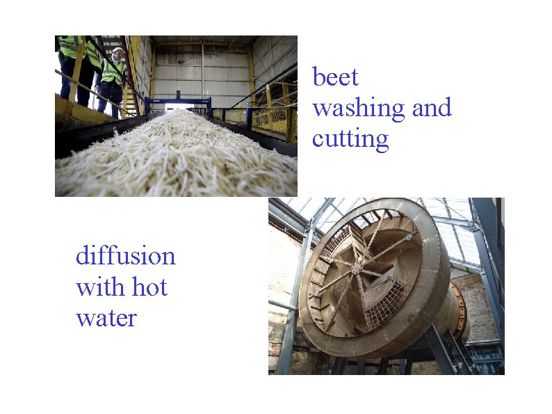 beet washing and cutting diffusion with hot water 