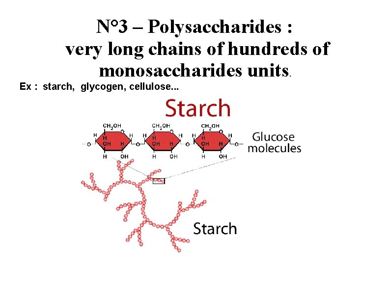 N° 3 – Polysaccharides : very long chains of hundreds of monosaccharides units. Ex