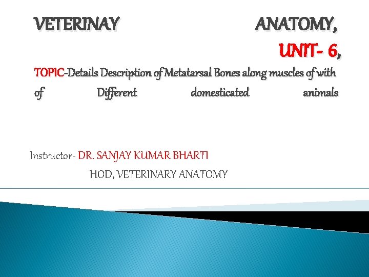 VETERINAY ANATOMY, UNIT- 6, TOPIC-Details Description of Metatarsal Bones along muscles of with of