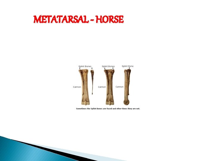 METATARSAL - HORSE 