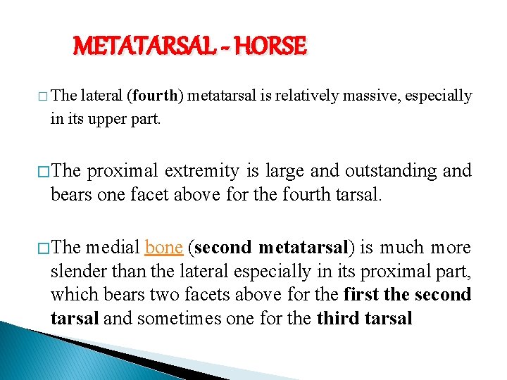 METATARSAL - HORSE � The lateral (fourth) metatarsal is relatively massive, especially in its