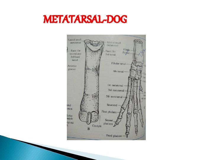 METATARSAL-DOG 