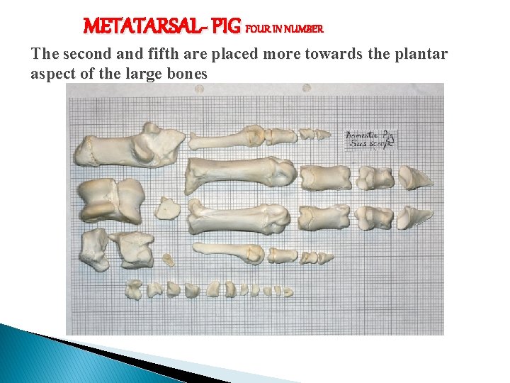 METATARSAL- PIG FOUR IN NUMBER The second and fifth are placed more towards the