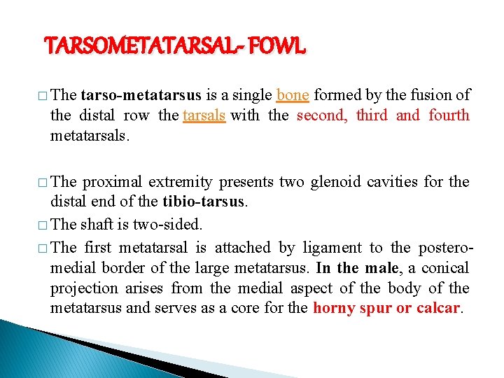 TARSOMETATARSAL- FOWL � The tarso-metatarsus is a single bone formed by the fusion of
