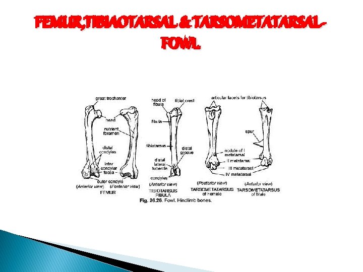 FEMUR, TIBIAOTARSAL && TARSOMETATARSALFEMUR, TIBIAOTARSAL FOWL 