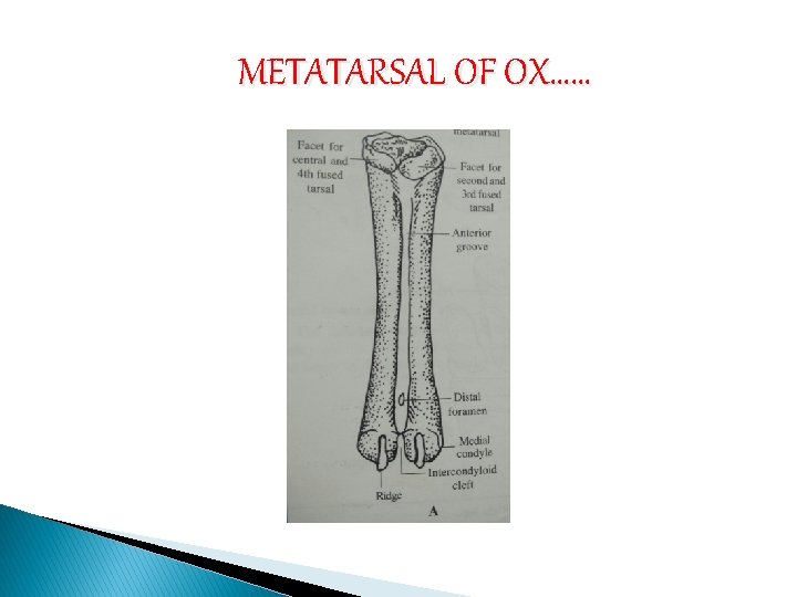 METATARSAL OF OX…… 